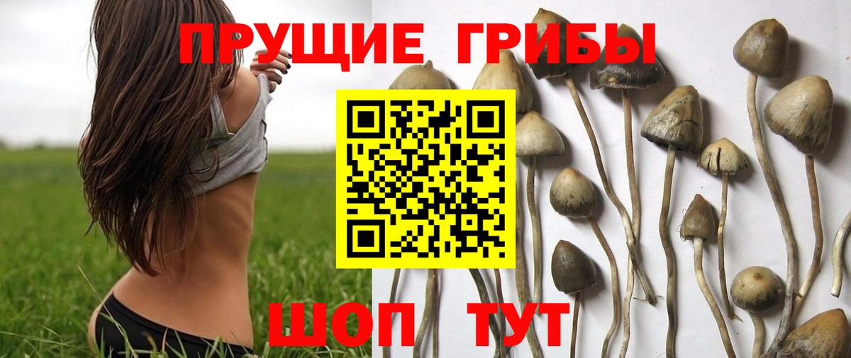 Псилоцибиновые грибы Psilocybine cubensis  Вход с VPN  Когалым  Галлюциногенные грибы Psilocybine cubensis 